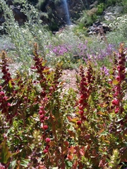 Blitum virgatum
