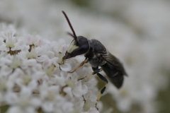 Hylaeus hyalinatus