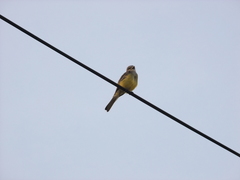 Tyrannus melancholicus