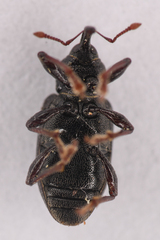 Notaris aethiops