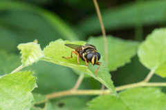 Sericomyia silentis