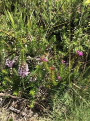 Erica vagans
