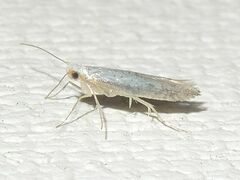 Argyresthia subreticulata