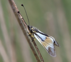 Libelloides lacteus