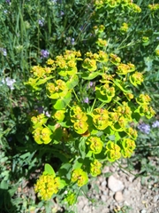 Euphorbia seguieriana
