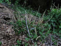 Scutellaria columnae