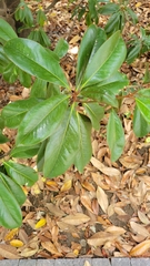 Magnolia grandiflora