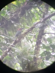 Electron platyrhynchum