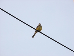 Tyrannus melancholicus