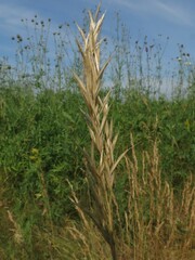 Arrhenatherum elatius