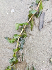 Potamogeton perfoliatus