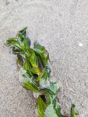 Potamogeton perfoliatus