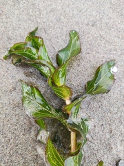 Potamogeton perfoliatus