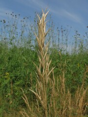 Arrhenatherum elatius