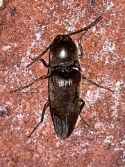 Diplostethus texanus