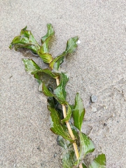 Potamogeton perfoliatus