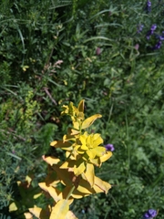 Euphorbia stricta