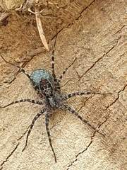 Acantholycosa lignaria