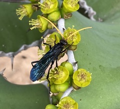 Batozonellus fuliginosus