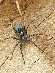 Acantholycosa lignaria