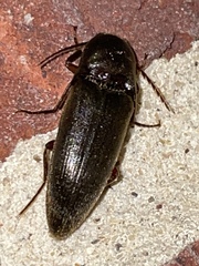 Diplostethus texanus
