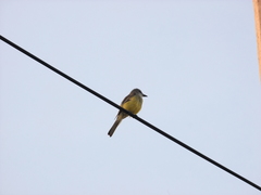 Tyrannus melancholicus