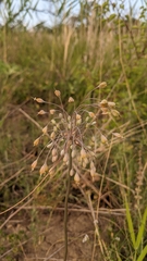 Allium flavum tauricum