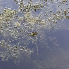 Pelophylax