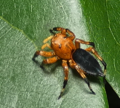 Phiale crocea