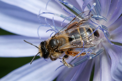 Andrena flavipes