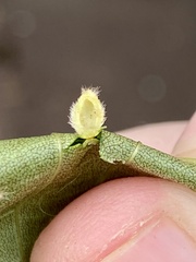 Caryomyia hirtidolium