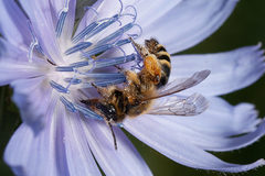 Andrena flavipes