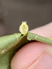 Caryomyia hirtidolium