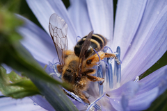 Andrena flavipes