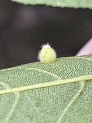 Caryomyia hirtidolium