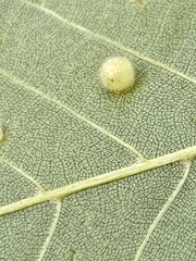 Caryomyia hirtidolium