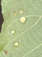 Caryomyia hirtidolium