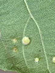 Caryomyia hirtidolium