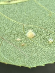 Caryomyia hirtidolium