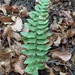 Blechnum hastatum - Photo (c) Hugo M., some rights reserved (CC BY-NC), uploaded by Hugo M.