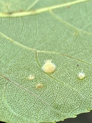 Caryomyia hirtidolium