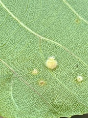 Caryomyia hirtidolium