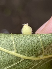 Caryomyia hirtidolium