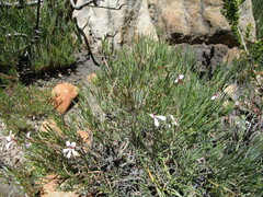Pelargonium laevigatum oxyphyllum