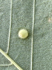 Caryomyia hirtidolium