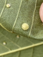 Caryomyia hirtidolium