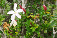 Hyperacanthus amoenus