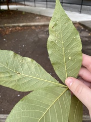 Caryomyia hirtidolium