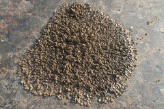 Xanthoparmelia pulla