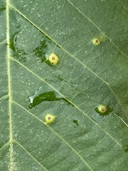 Caryomyia hirtidolium